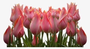 Tulip #2178747