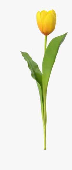 Yellow Tulip Png Download Image - Tulip Png #2178785