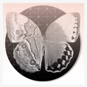 Read More - Moth #2179231