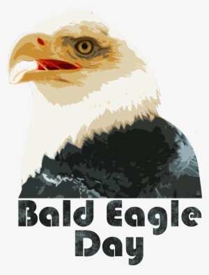 December 10, 2014 - Bald Eagle #2180397