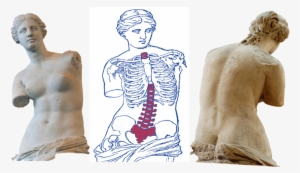 Anterior View Of The Venus De Milo - Bone Health And Osteoporosis: A Report #2180646