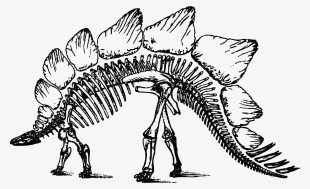 This Free Icons Png Design Of Stegosaurus Skeleton #2181399