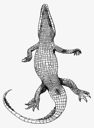 This Free Icons Png Design Of Gator Bottom #2182464