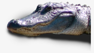 American Crocodile #2182694