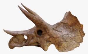 Yale Peabody Triceratops 004trp - Ypm 1822 #2182900