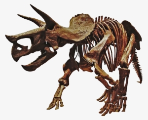 Triceratops Prorsus - Triceratops Dinosaur Skeleton Png #2182928