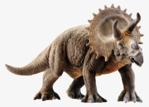 Triceratops - Triceratops 3d Model #2182957