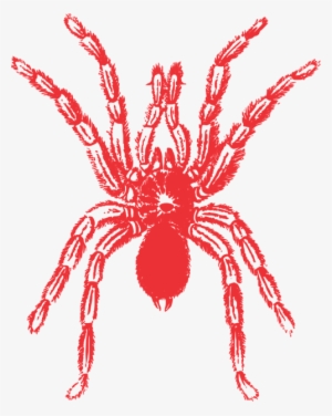 Vector Images,arthropod, #2184475