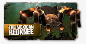 Meet The Mexican Redknee, The First Spider You'll Come - Real Scary Spiders #2184597