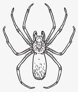 Wolf Spider #2184599 Wolf Spider #2184599