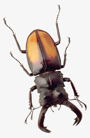 Beetle Png #2186525