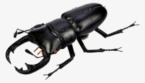 Beetle Png Picture - Stag Beetle Png #2186802
