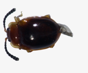 43 - Dung Beetle #2187031