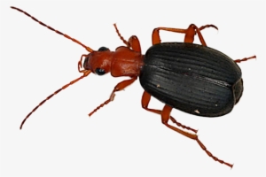 Beetle Png Transparent Images - Bombardier Beetle Png #2187078
