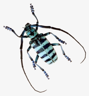 Longhorn Beetle #2187166