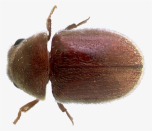 Beetles - Dung Beetle #2187231