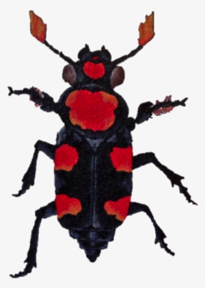 Carrion Beetle Transparent Background #2187235