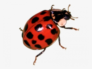 Ladybug Png Transparent #2187250