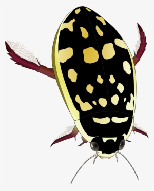 Thermonectus Marmoratus #2187337