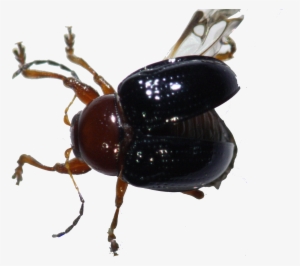 51b - Portable Network Graphics #2187396