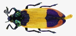 Beetle Png Transparent Image - Papua New Guinea Beetles #2187419