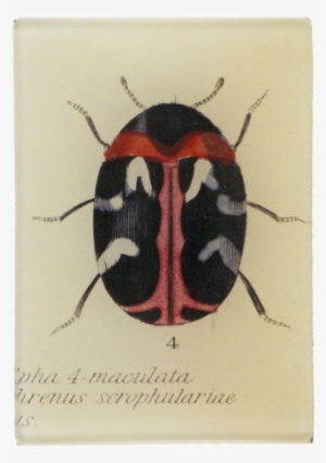 Carpet Beetle Carpet Beetle - Leaf Beetle #2187456