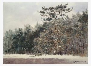 Grove Den Watercolor & Gouache, - Shortleaf Black Spruce #2187593