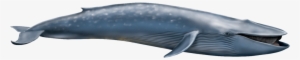 Blue Whale Png Transparent - Blue Whale Png #2187681
