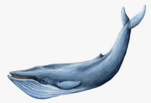 M - A - Kamees - Blue Whale Images Hd #2187894