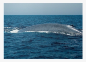 Blue Whale #2188282 Blue Whale #2188282