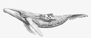 Blue Whale Png #2188432 Blue Whale Png #2188432