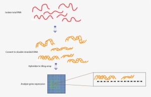 Transcriptome Fig 3 - Tiling Array #2190078