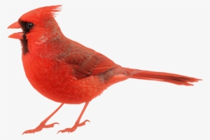 Image Of Cardinal - Birds: A Question And Answer Book #2192036