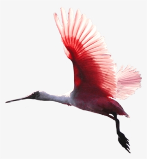 Free Png Birds Png Images Transparent - Red Bird Flying Png #2192038