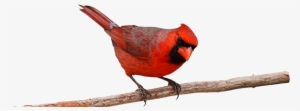 Cardinal2 - Bird On Branch Png #2192060