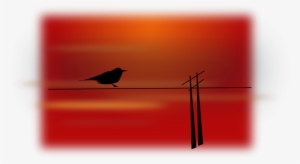 Bird On Wire Png Images #2192239