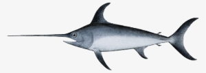 Swordfish-xiphias Gladius - Swordfish Png #2193649