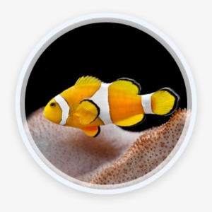 Fish Showcase 3 - Ashgabat #2196243