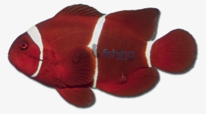 Spine-cheek Clownfish - Maroon Clownfish #2196249