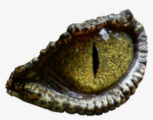 Dinosaur Eye No Background Png Image - Reptile Eyes Cufflinks, Blue/floral White/old Lace #220028