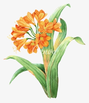Orange Watercolor Botanical Photos Clipart Stock - Clivia #220057