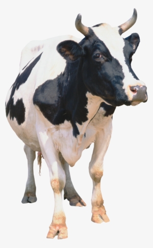 Cow Png #220255