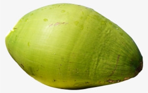 1334 X 856 - Coconut Png #220298