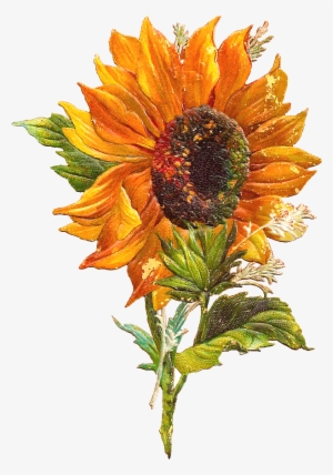 Flower Graphic Sunflower Clip Art Of Victorian Scraps - Vintage Sunflower Clip Art #220319