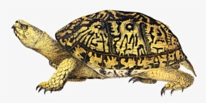 Turtle Png File - Turtle Png #220429