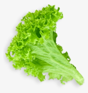 Lettuce Leaf - Green Salad Png #220599