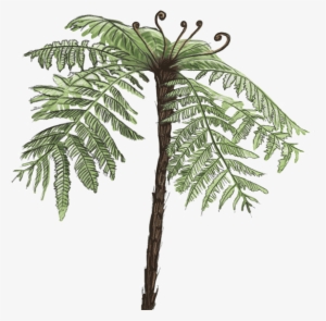Fern - Tree Fern Png #221450