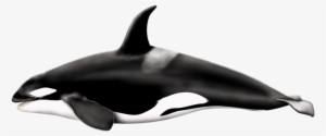 Killer Whale Png Pic - Killer Whale Png #221494
