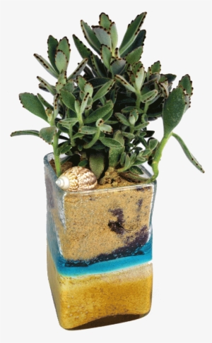 Seashell Succulent - Succulent Plant #221789