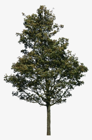 Tree 38 Png By Gd08 - Pine Tree Photoshop Png #221899
